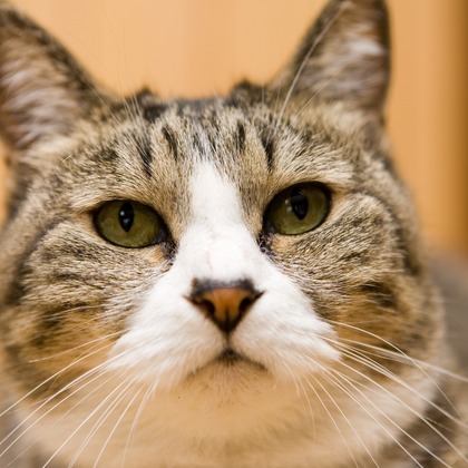 堀勝志古写真事務所が撮影したウェディングや家族、ビジネスの写真