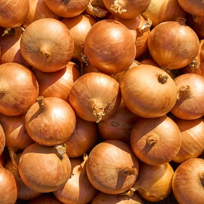 高橋　良が撮影した「:albumName」の写真