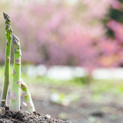 oryo studioが撮影したウェディングや家族、ビジネスの写真