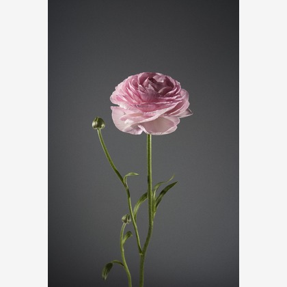 Nishizawa Yamatoが撮影した料理撮影/商品/物撮りの写真