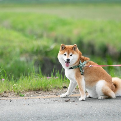 インスタントソイ合同会社　井上泰徳が撮影したウェディングや家族、ビジネスの写真