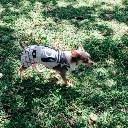 ポートレート沖縄が撮影した「:albumName」の写真