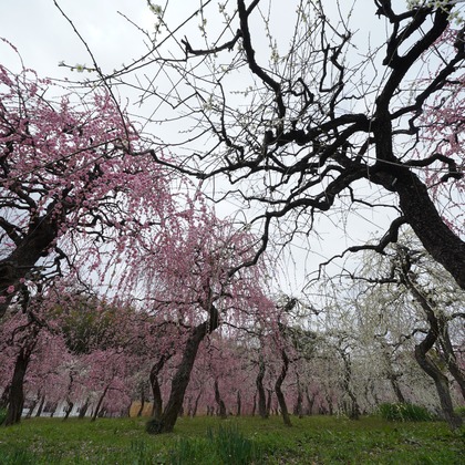 HKphotoが撮影したその他の写真