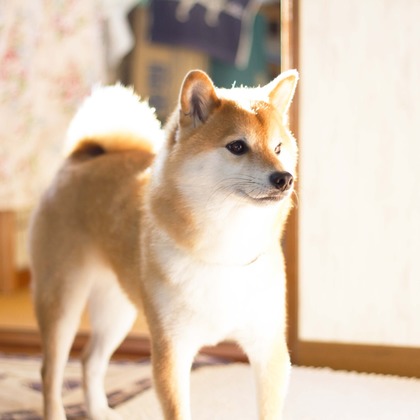 インスタントソイ合同会社　井上泰徳が撮影したウェディングや家族、ビジネスの写真