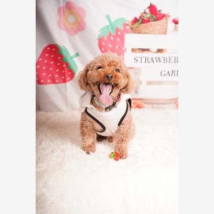 スタジオ　まるが撮影した「:albumName」の写真