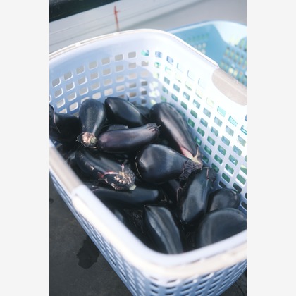 橋本　直樹が撮影した「:albumName」の写真