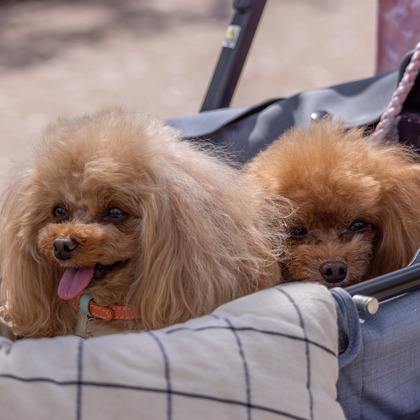 沖山俊樹が撮影した「:albumName」の写真