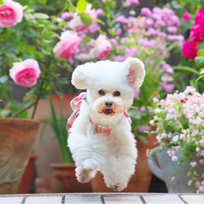 株式会社Photo Luckyが出張撮影した肉食動物, おもちゃの犬, 犬の服が写った家族写真(キッズ,ベビーフォト)の写真