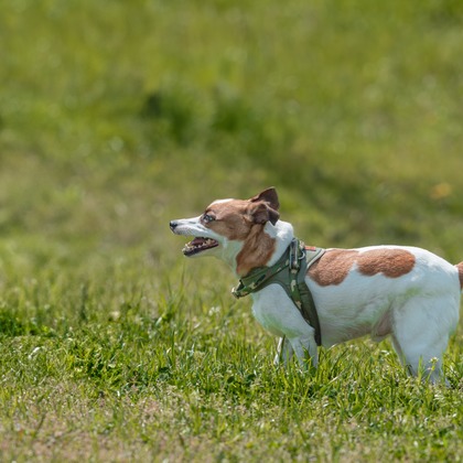 あなたの写真館が撮影した「:albumName」の写真