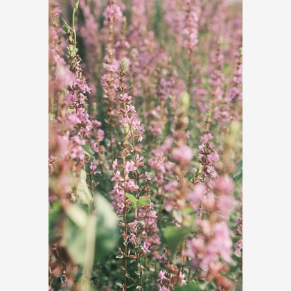 橋本　直樹が撮影した「:albumName」の写真