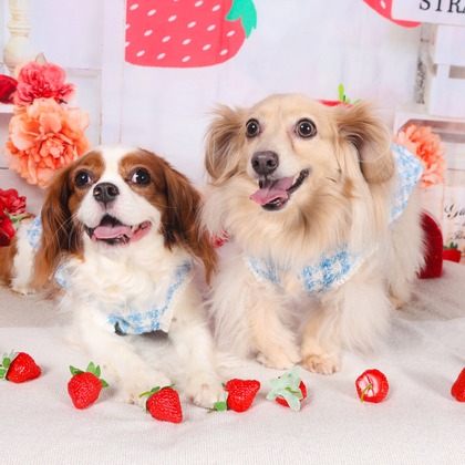 WithshopJapanが撮影した「ペット撮影」の写真