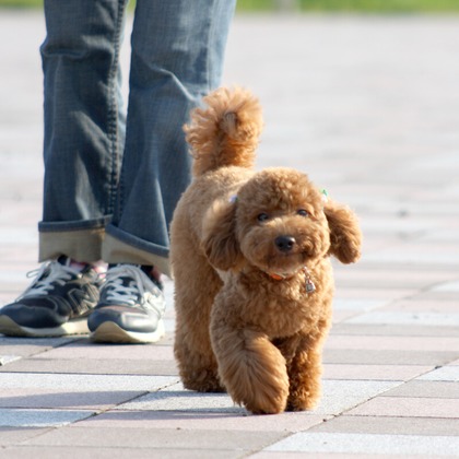 株式会社Photo Luckyが出張撮影した「ペット」の家族写真