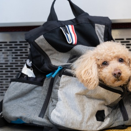 高木勇斗が撮影したイベント/スナップ撮影の写真