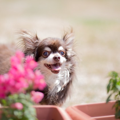 写楽堂が撮影したその他の写真