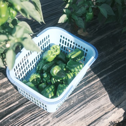 橋本　直樹が撮影した「:albumName」の写真