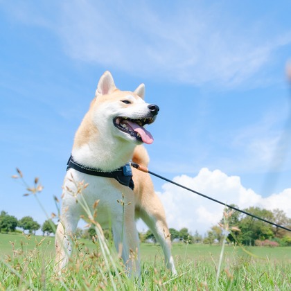 Photo of couple photo shoot taken by 高夏写真店
