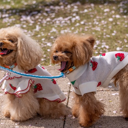 沖山俊樹が撮影した「:albumName」の写真