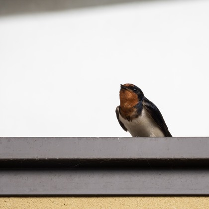 堀勝志古写真事務所が撮影したウェディングや家族、ビジネスの写真