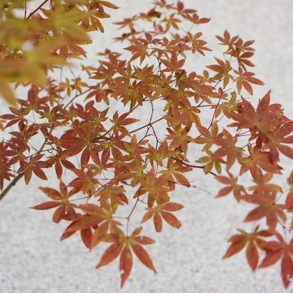 出張撮影のメモリーズが撮影した「:albumName」の写真