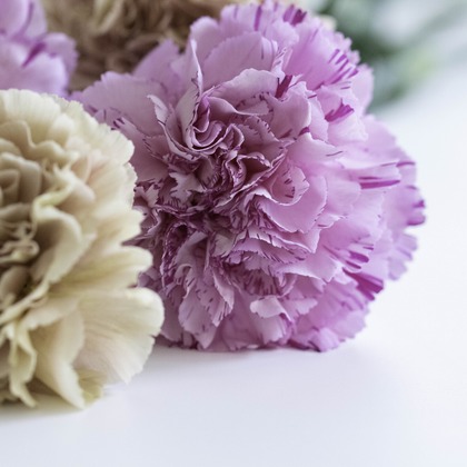 ミヤタカズコが撮影した「:albumName」の写真