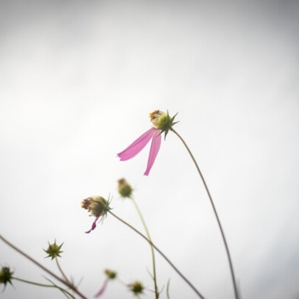 手塚隆弘が撮影した「気ままに」の写真