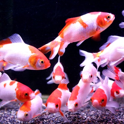 瀬井美明が撮影した「:albumName」の写真