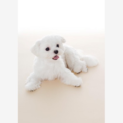 有限会社スタジオホリデーが撮影した「:albumName」の写真