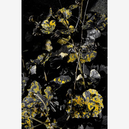 KotobukiPhotosが撮影した「:albumName」の写真