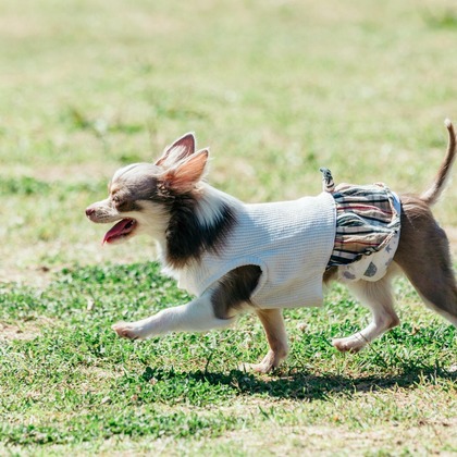 ポートレート沖縄が撮影した「ペット撮影」の写真