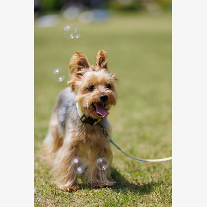 T.Matsumuraが出張撮影した「ペットと一緒に家族撮影」の家族写真