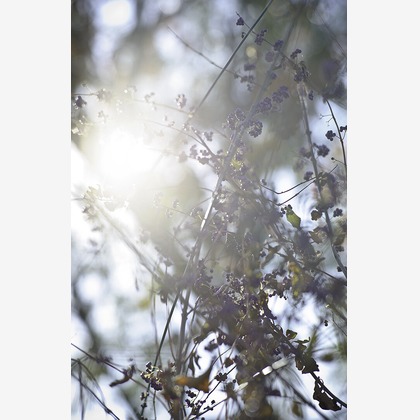 内山慎也が撮影した「:albumName」の写真