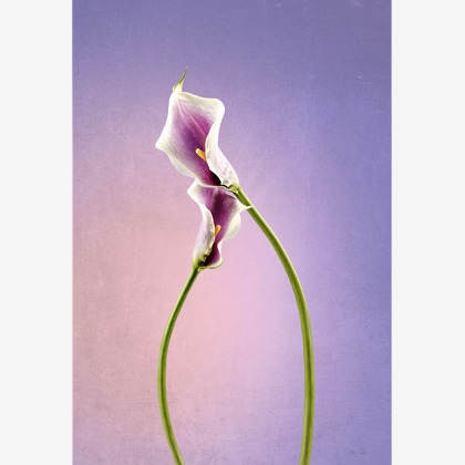 スタジオ11が撮影した「:albumName」の写真