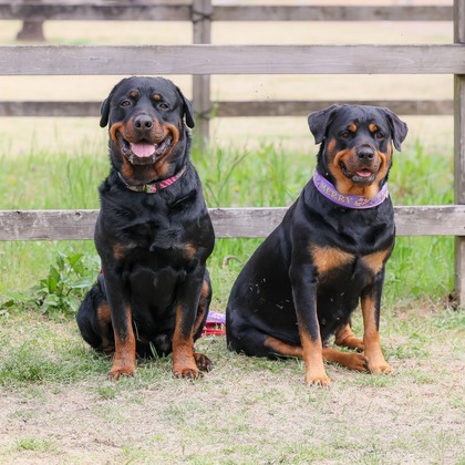 株式会社Neo-Smile 「locationbreeze」高橋 徹が出張撮影した「ペット」の家族写真