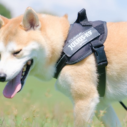 Photo of couple photo shoot taken by 高夏写真店