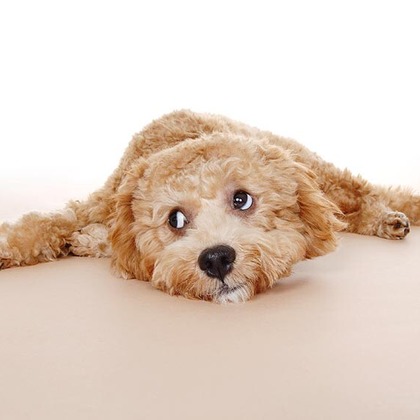 有限会社スタジオホリデーが撮影した「:albumName」の写真