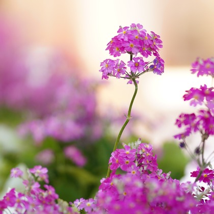 出張撮影のメモリーズが撮影した「:albumName」の写真