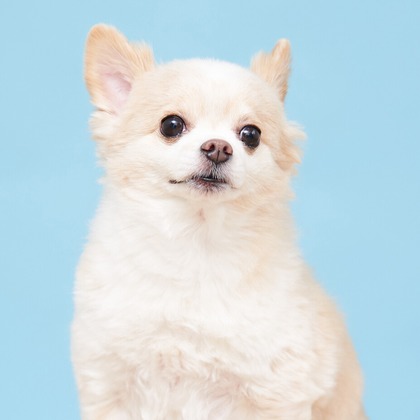 森田寫眞館が撮影した「ペット」の写真