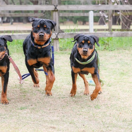 株式会社Neo-Smile 「locationbreeze」高橋 徹が出張撮影した「ペット」の家族写真