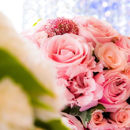 VOICE PHOTOGRAPH OFFICE // ボイス・フォトが撮影した「:albumName」の写真