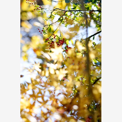 内山慎也が撮影した「:albumName」の写真