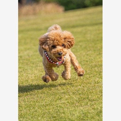 あなたの写真館が撮影した「:albumName」の写真