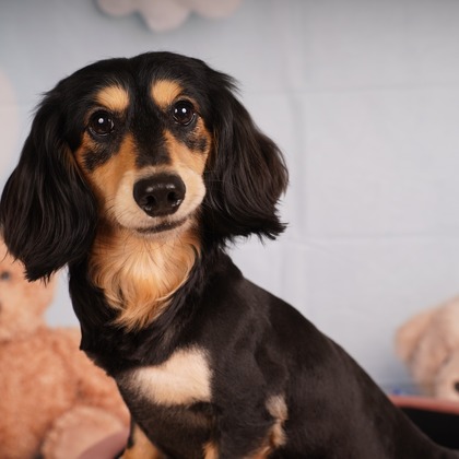 スタジオ　まるが撮影した「:albumName」の写真