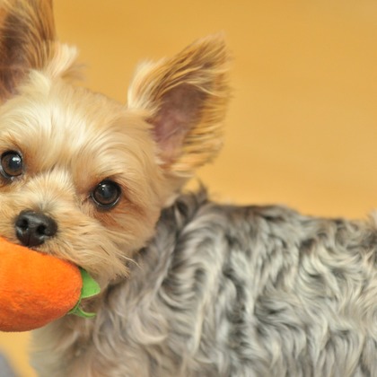 大熊和輝が撮影したウェディングや家族、ビジネスの写真