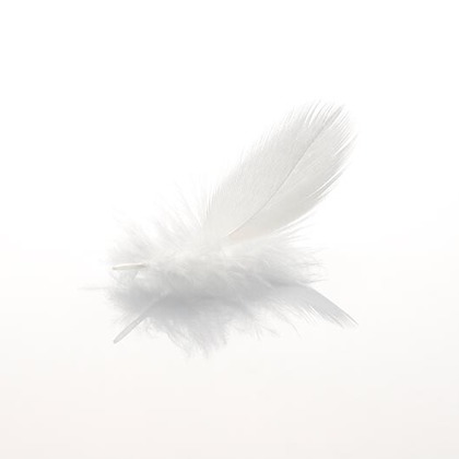 有限会社スタジオホリデーが撮影した「:albumName」の写真