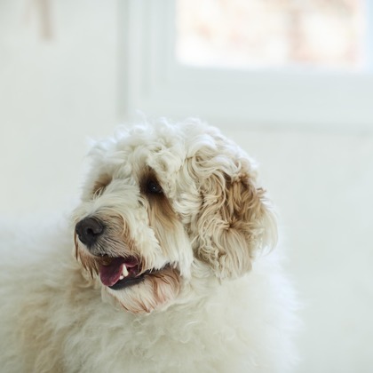 大橋裕紀が撮影した商品/物撮りの写真