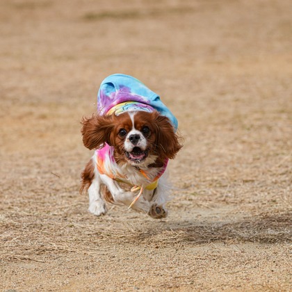 河野慈圓が撮影した「:albumName」の写真