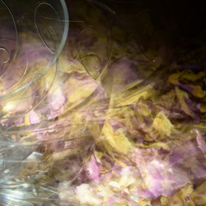 baysidecoyoteが撮影したその他/イベント/スナップ撮影の写真