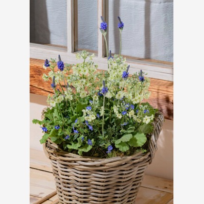 有限会社　澤田スタジオが撮影した「:albumName」の写真