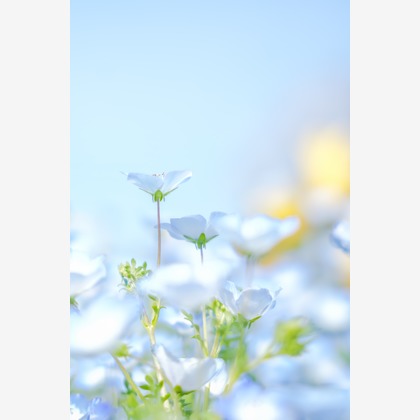 埜下詩織が撮影したウェディングや家族、ビジネスの写真