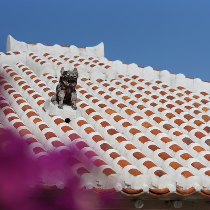 難波卓美が撮影した「:albumName」の写真